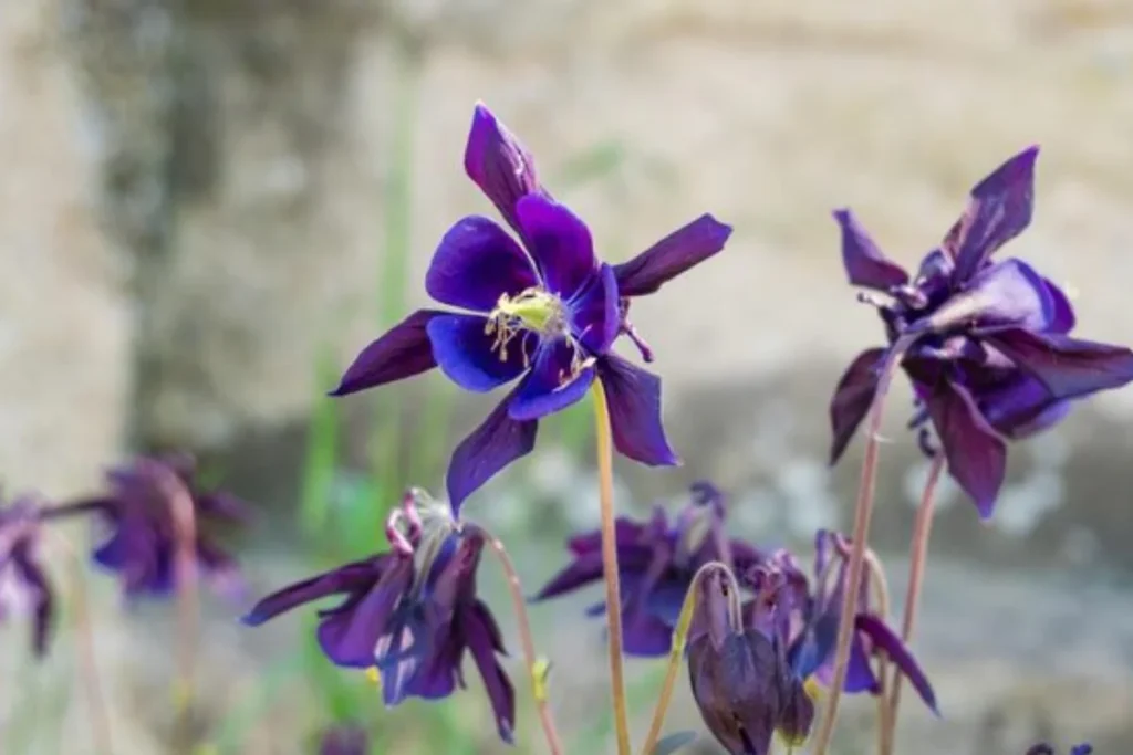 Aquilégia (Aquilegia vulgaris)