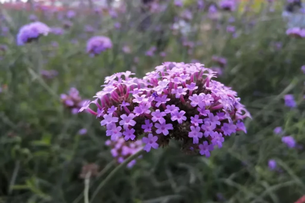 Verbena (Verbena bonariensis)