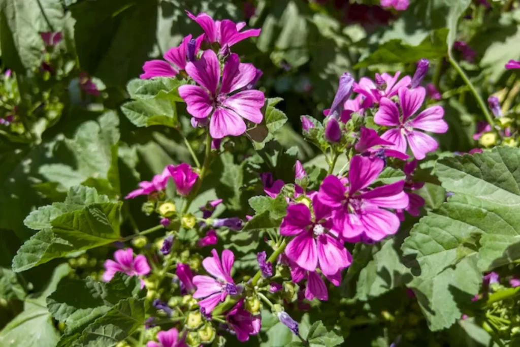 Malva (Malva sylvestris)