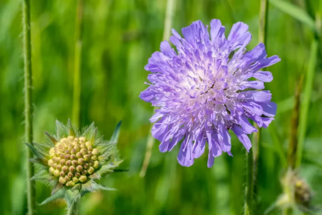 Scabiosa (Scabiosa columbaria)