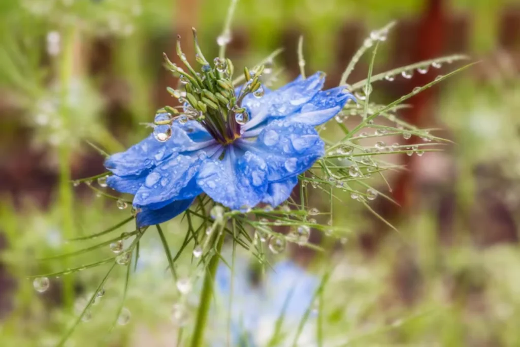 Nigela (Nigella damascena)