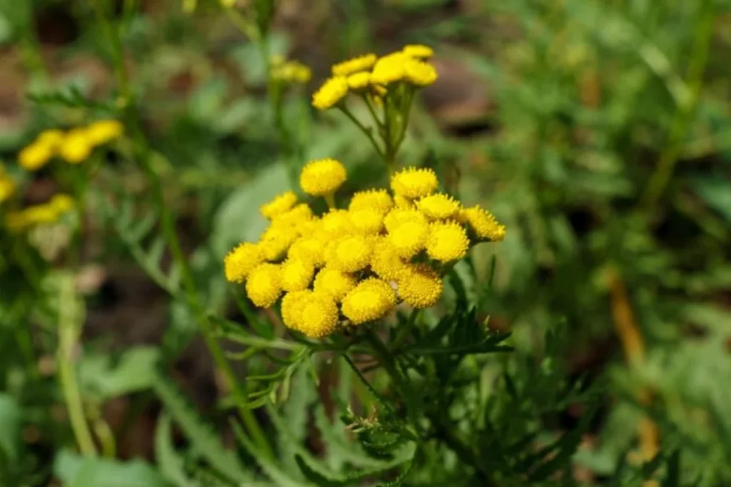 Tanaceto (Tanacetum vulgare)