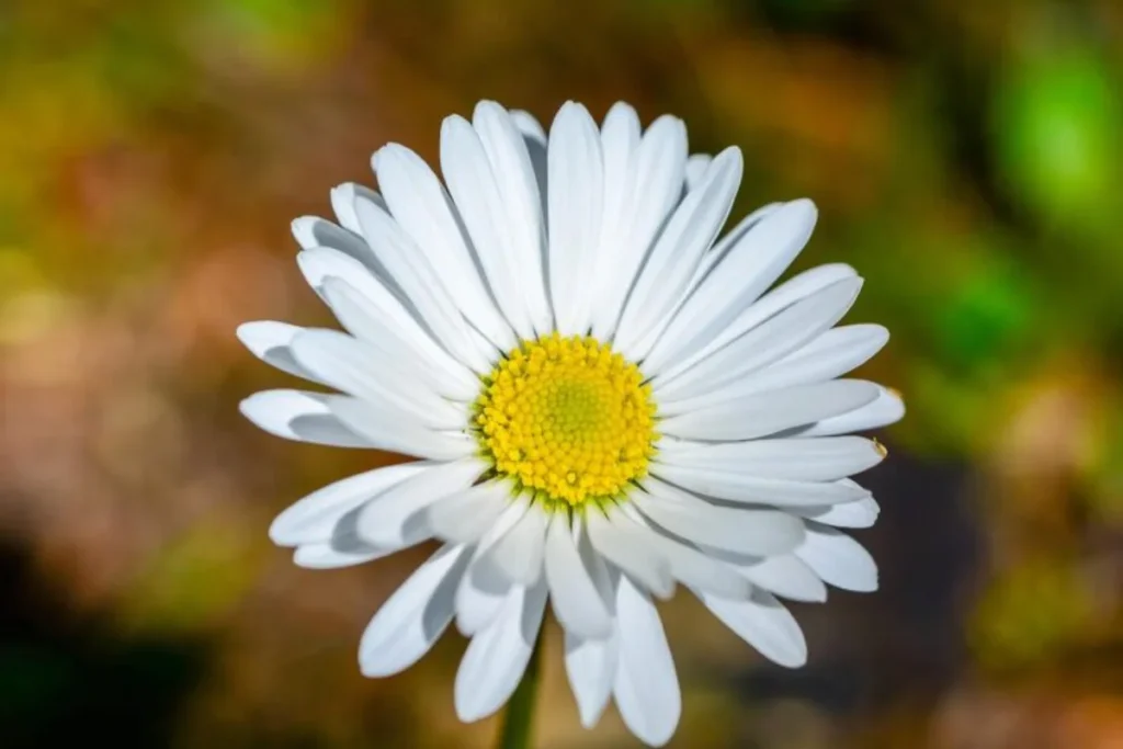 Margarida (Leucanthemum vulgare)