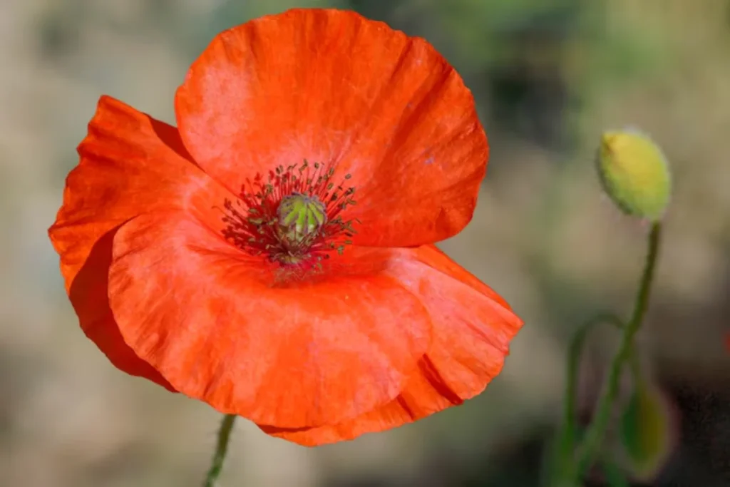 Papoula (Papaver rhoeas)