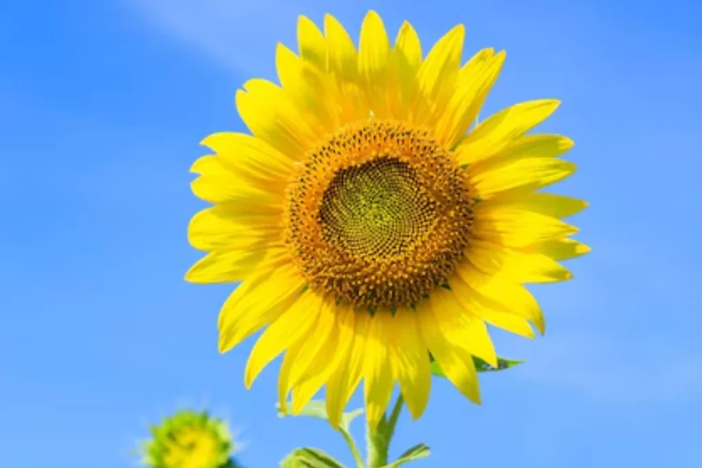 Girassol (Helianthus annuus)