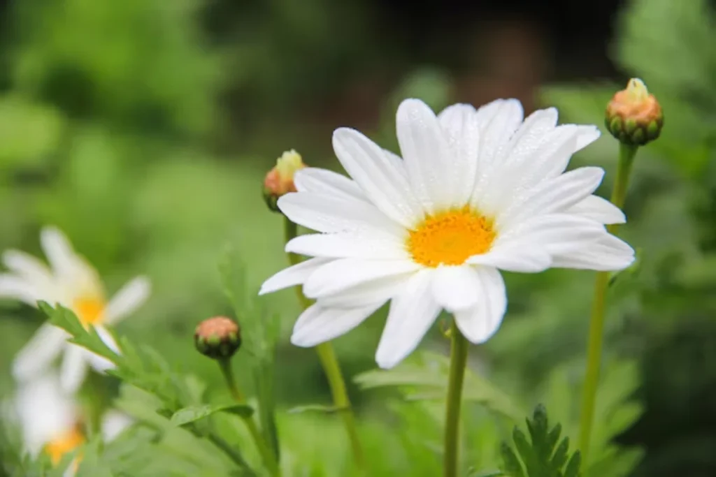 Margarida (Leucanthemum vulgare)