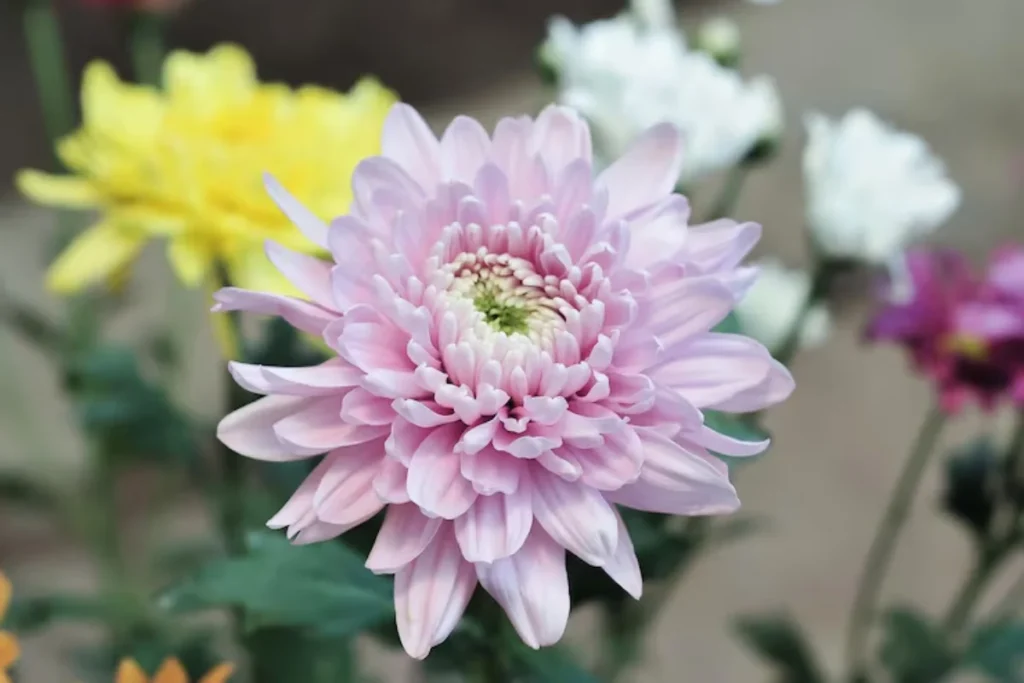 Crisântemo (Chrysanthemum spp.)