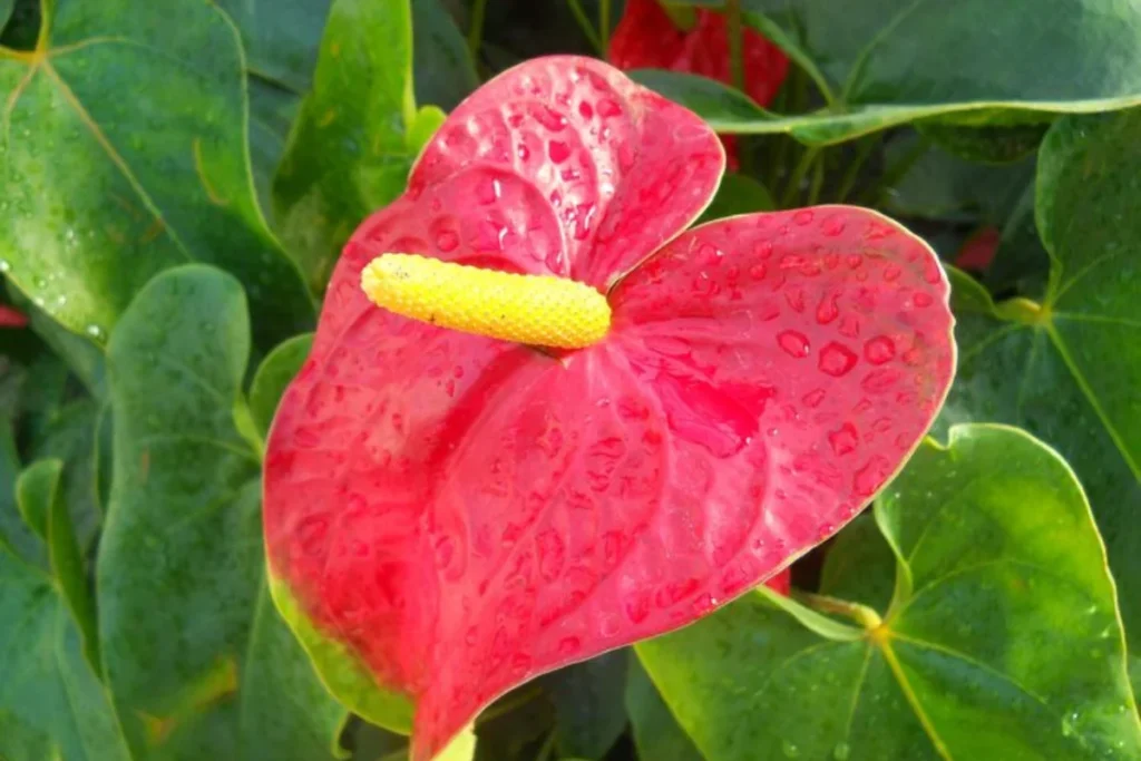 Antúrio (Anthurium andraeanum)