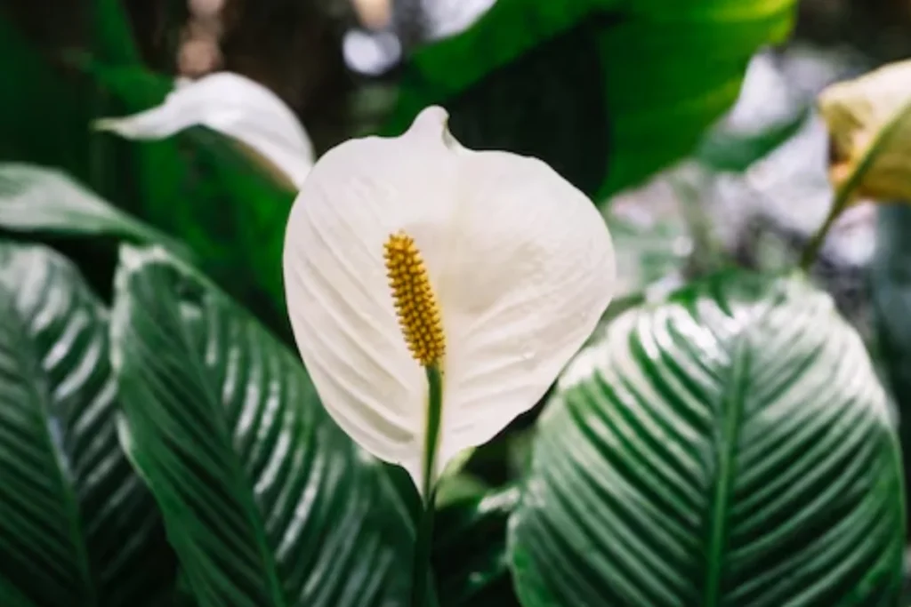 Lírio-da-Paz (Spathiphyllum wallisii)