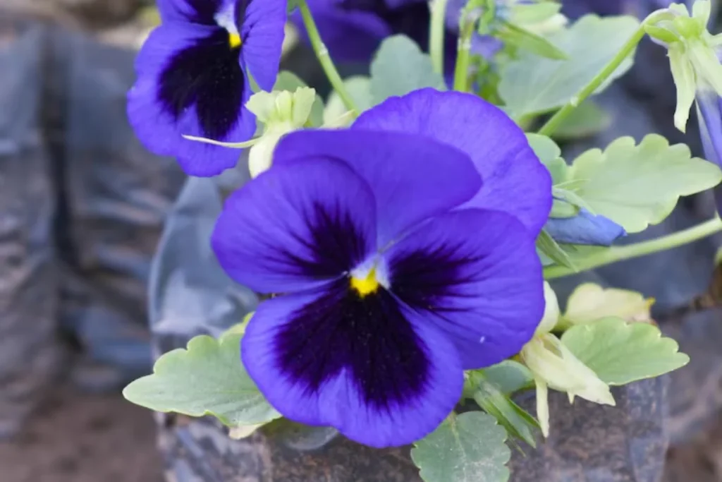 Violeta (Viola spp.)