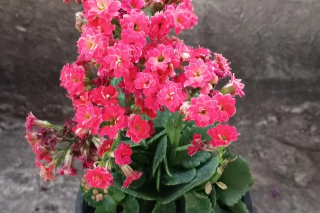 Kalanchoe (Kalanchoe blossfeldiana)