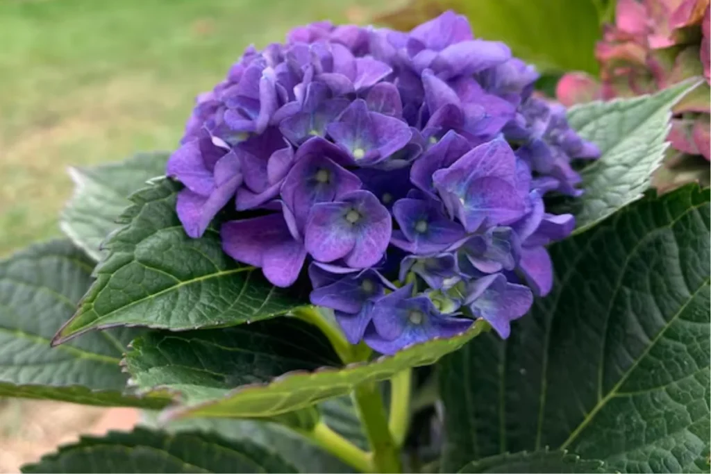 Hortênsia (Hydrangea macrophylla)
