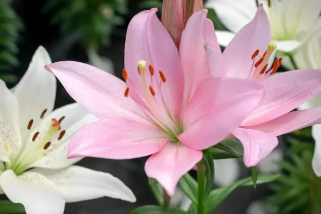 Lírio (Lilium spp.)