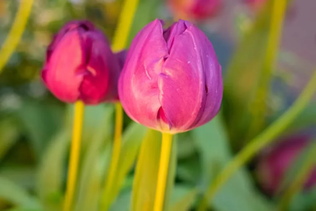 Tulipa (Tulipa spp.)