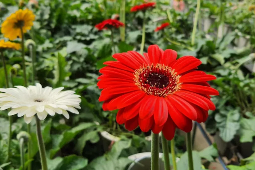 Gérbera (Gerbera jamesonii)