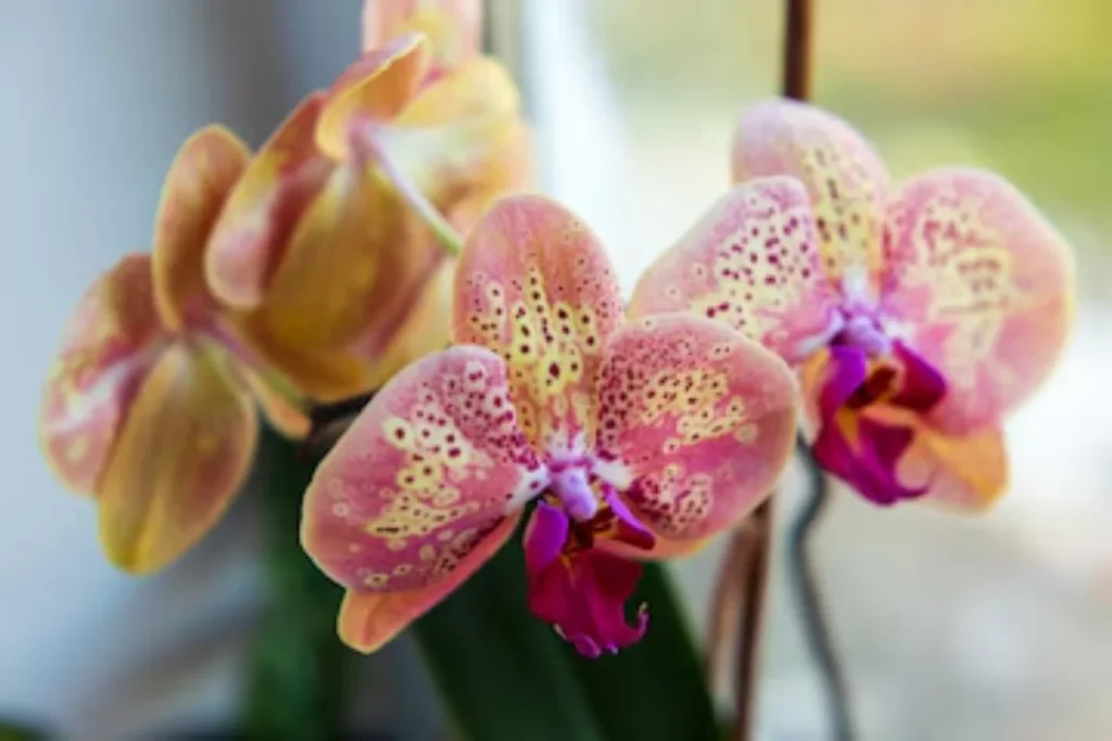 Orquídea (Orchidaceae)