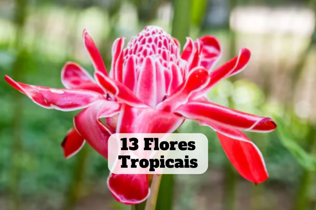 13 flores tropicais
