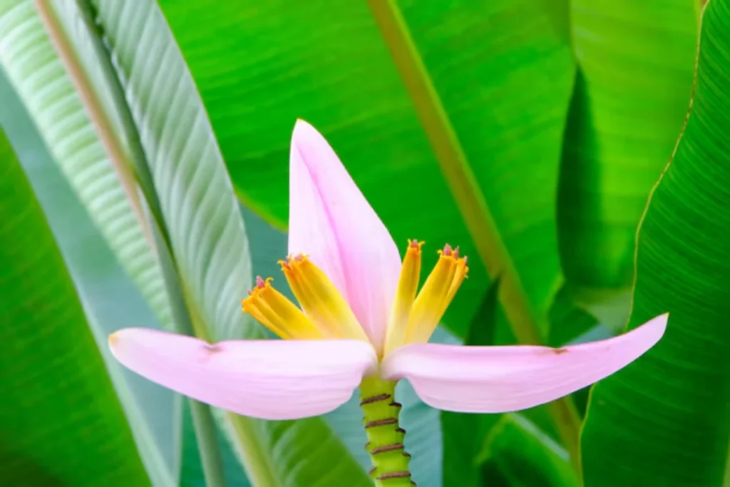 Bananeira Ornamental (Musa ornata)
