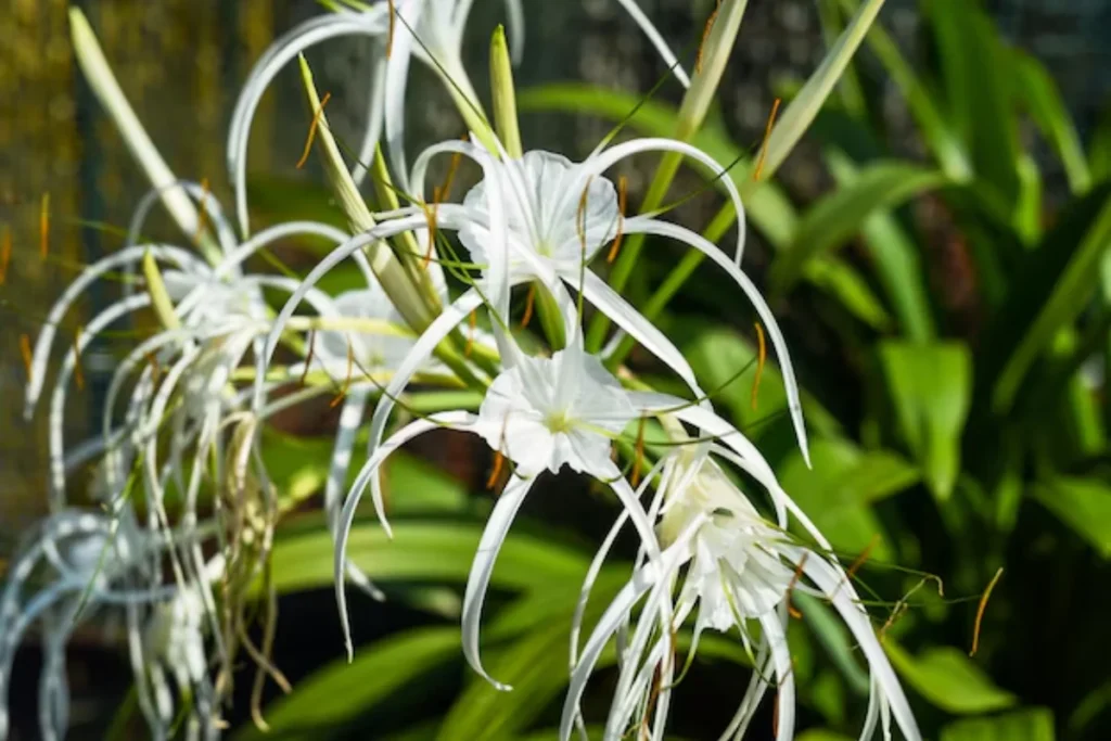 Lírio-Aranha (Hymenocallis)