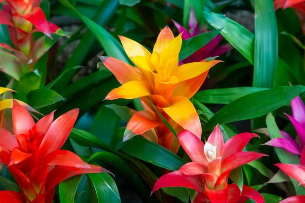 Bromélia (Bromeliaceae)