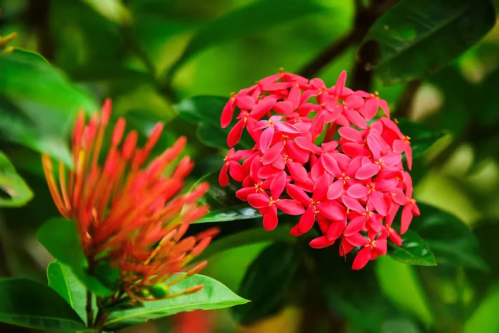 Ixora (Ixora coccinea)