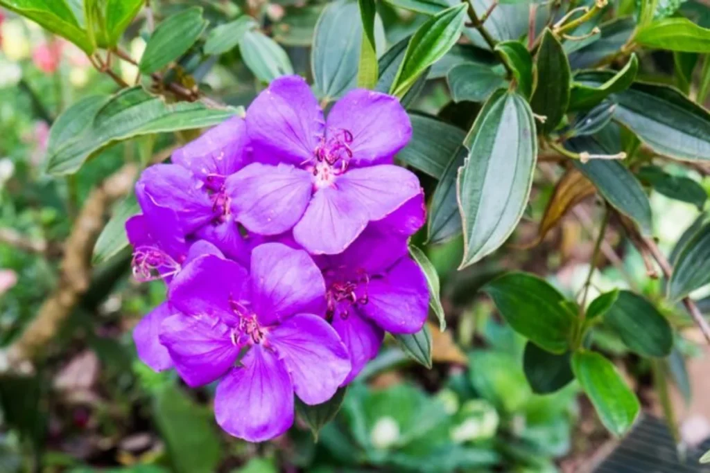 Manacá-da-Serra (Tibouchina mutabilis)