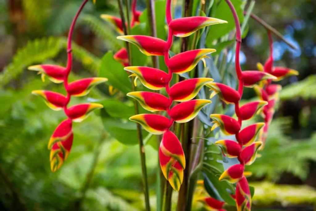 Helicônia (Heliconia spp.)