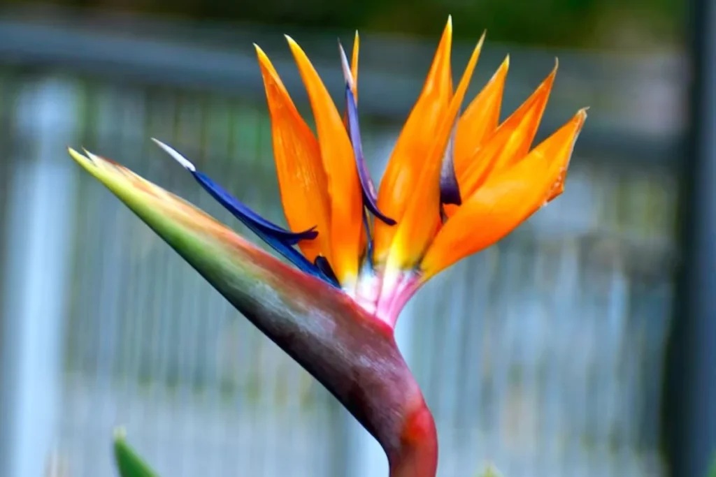 Ave-do-Paraíso (Strelitzia)