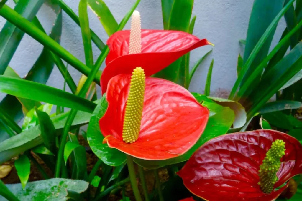Antúrio (Anthurium andraeanum)