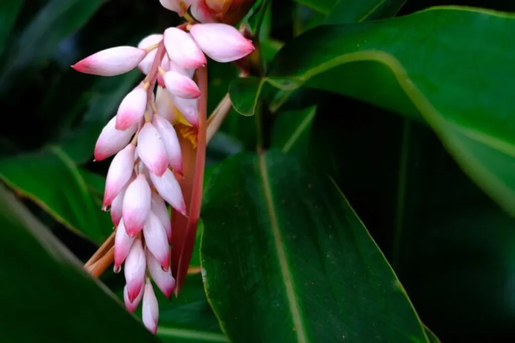 Alpínia (Alpinia zerumbet)