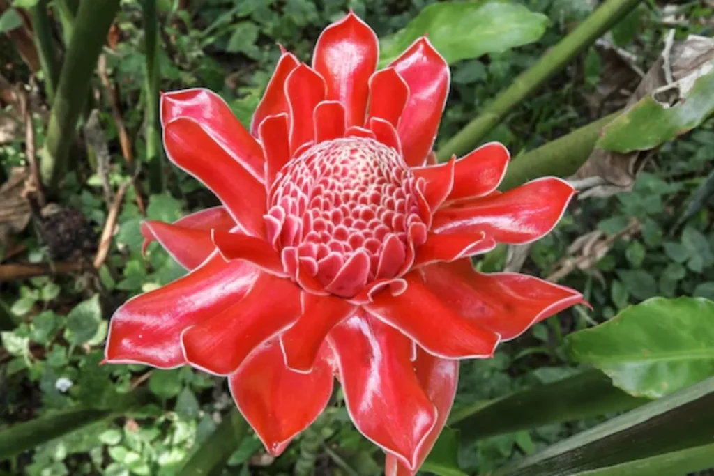 Bastão-do-Imperador (Etlingera)