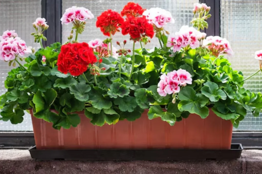 Flor gerânio: Tipos, como plantar, cuidados e significados 7 flores gerânio em vaso