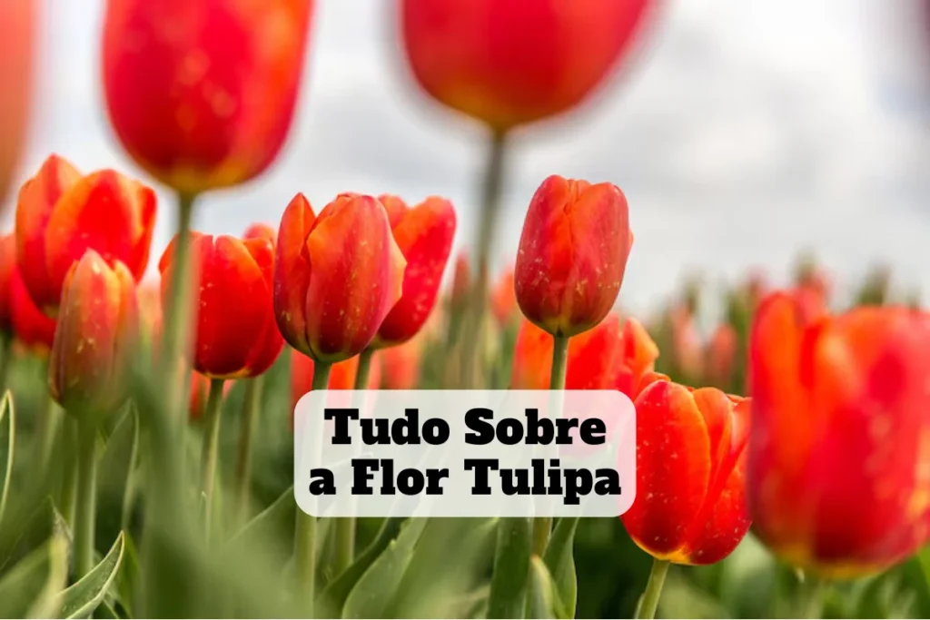 Tudo sobre a flor tulipa