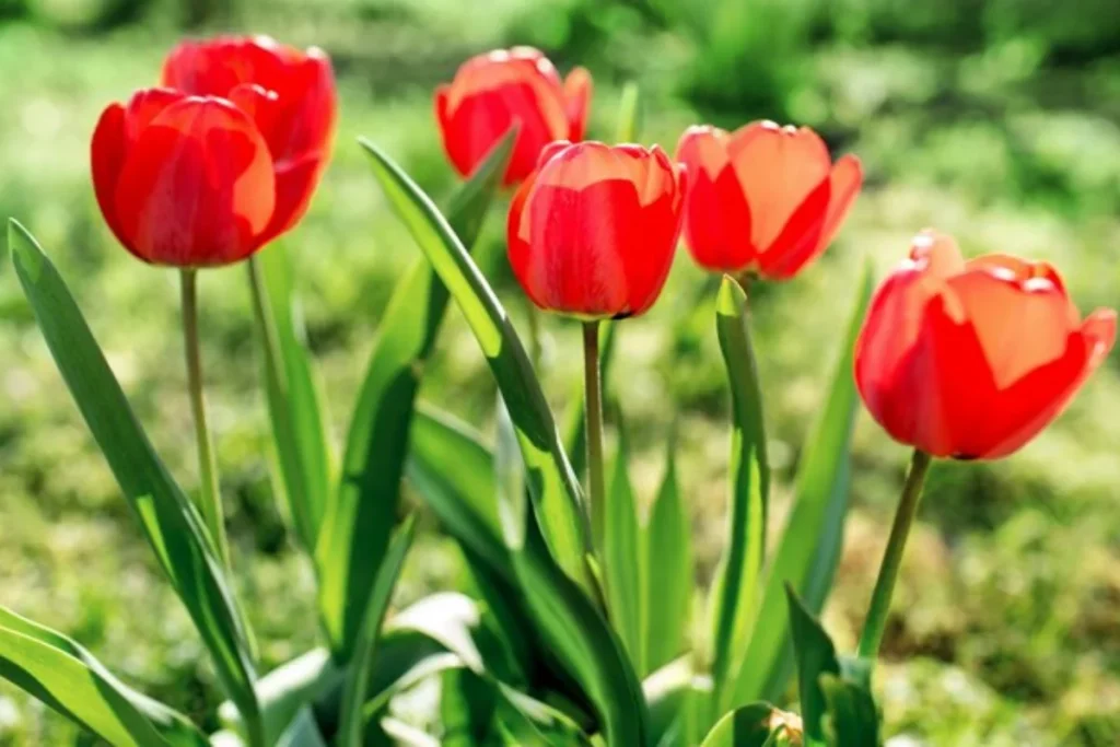 Flor tulipa: Como plantar, como cuidar e significados 3 Significado da flor tulipa