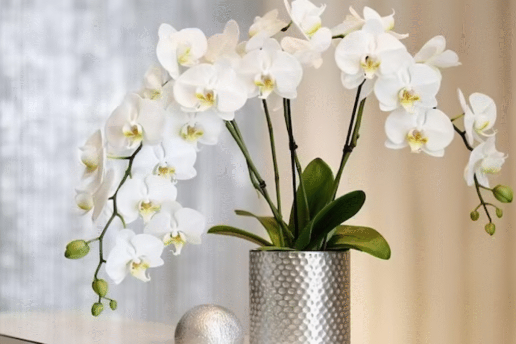 Orquídea - Imagem via freepik