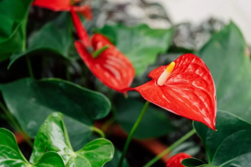 Antúrio - Imagem via freepik