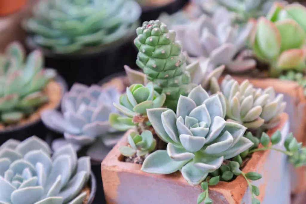 Suculentas - Imagem via freepik