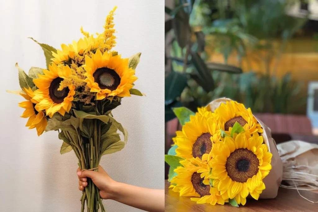 Girassóis (Helianthus annuus)