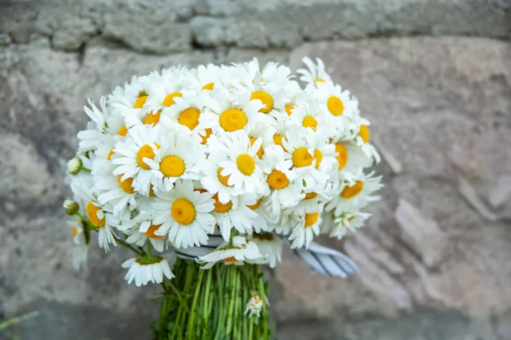 Margaridas (Leucanthemum vulgare)