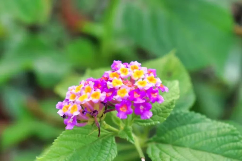 Lantana (Lantana camara)