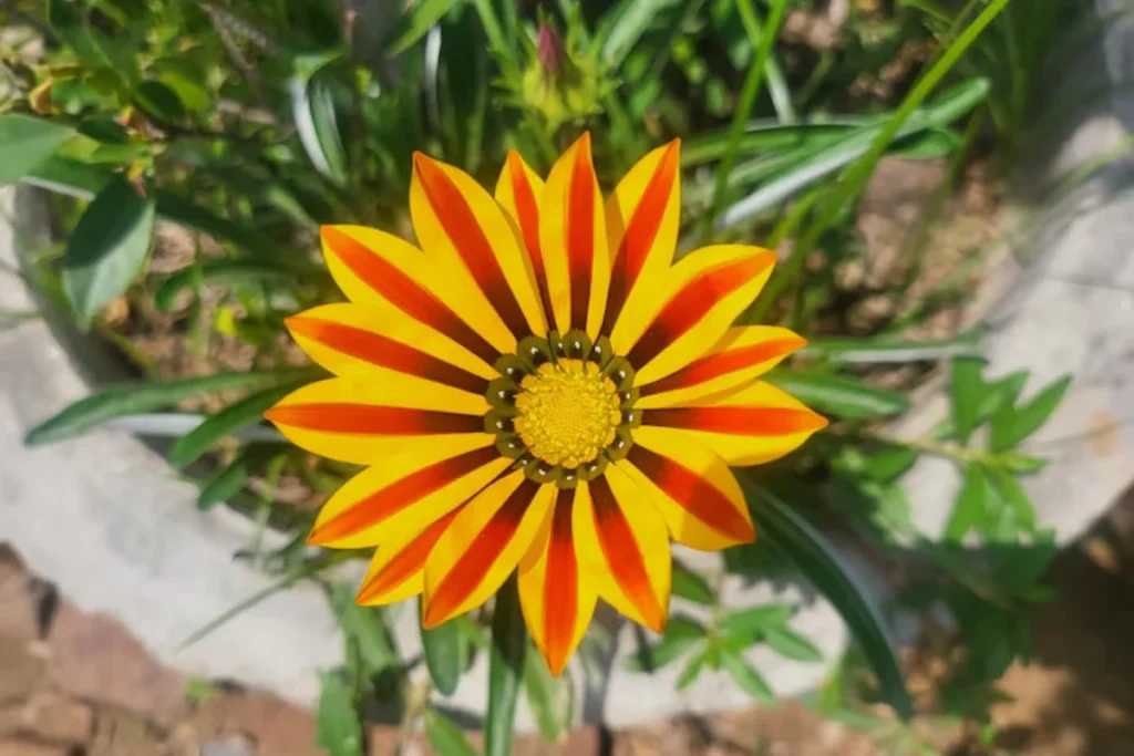 Gazânia (Gazania rigens)