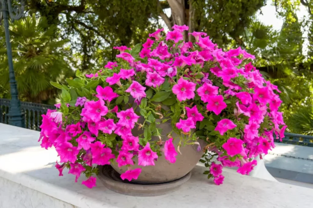 Calibrachoa (Calibrachoa spp.)