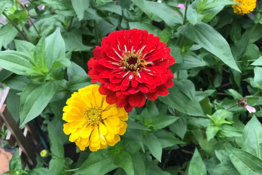 Zinnia (Zinnia elegans)