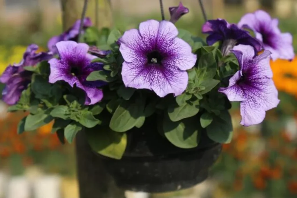 Petúnia (Petunia x hybrida)