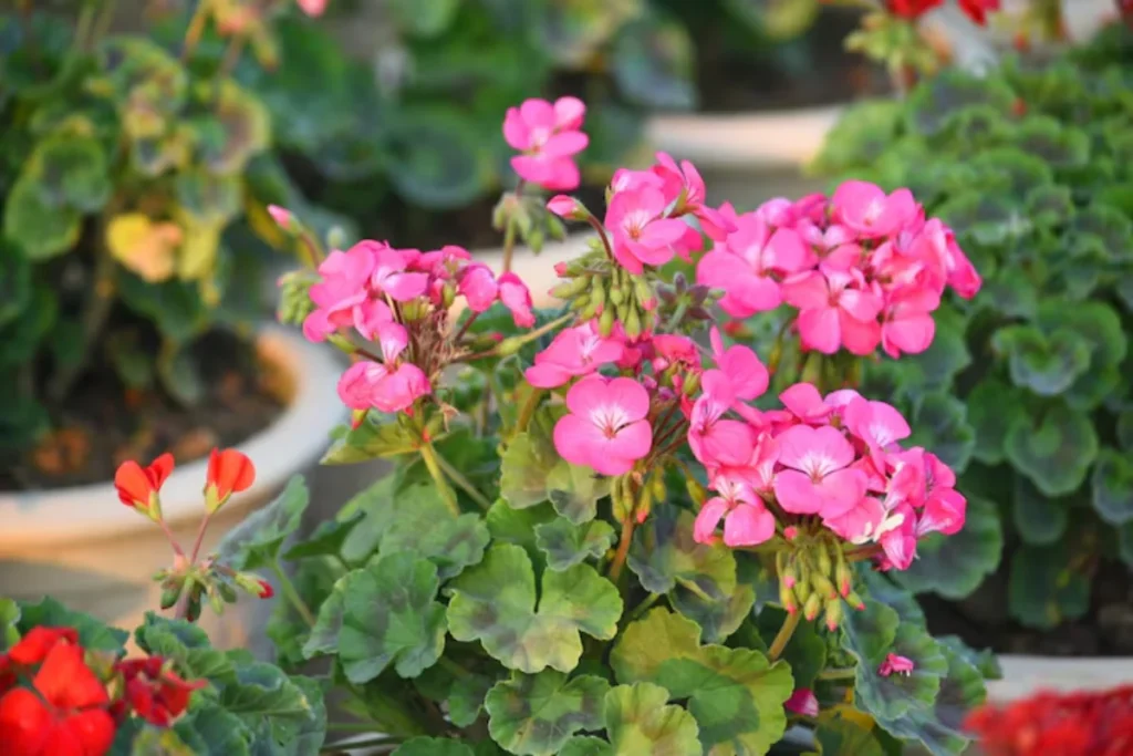 Gerânio (Pelargonium spp.)