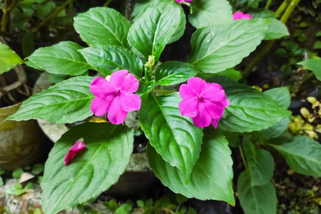 Impatiens (Impatiens walleriana)