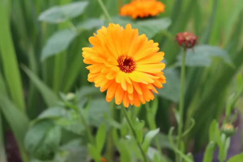 Calêndula (Calendula officinalis)