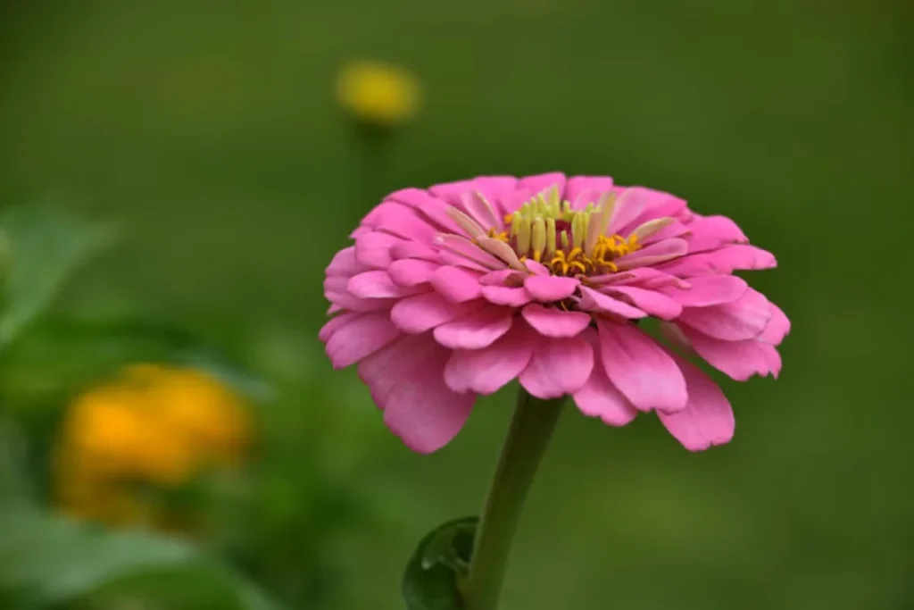 Zinnia (Zinnia elegans)