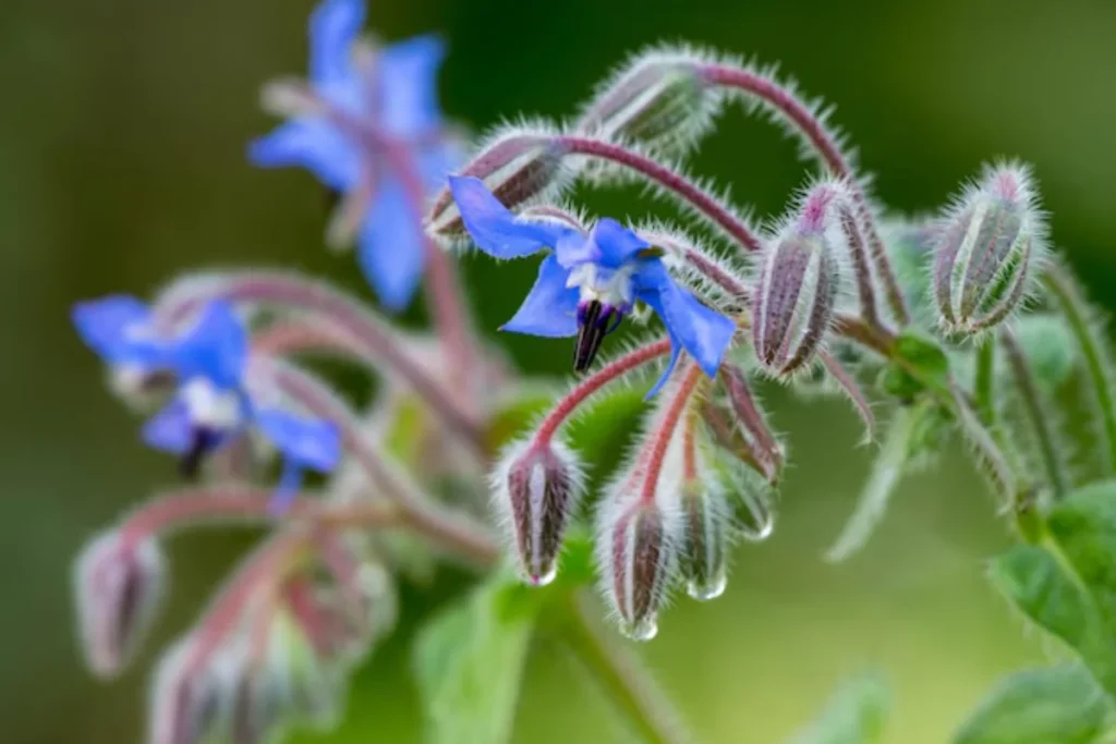 Borragem (Borago officinalis)
