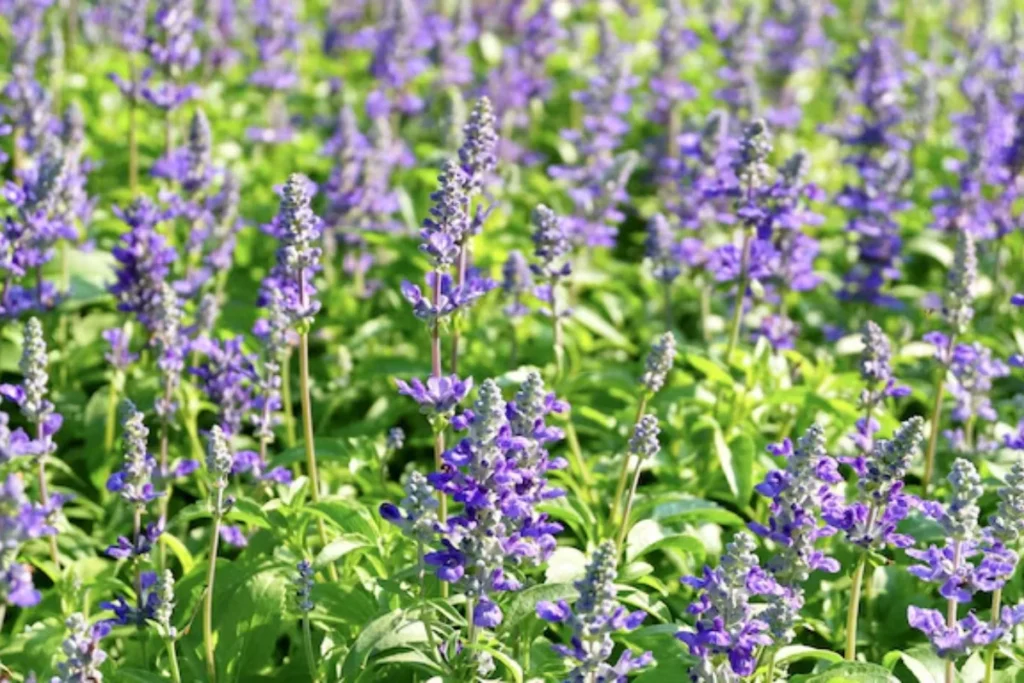 Salvia (Salvia spp.)
